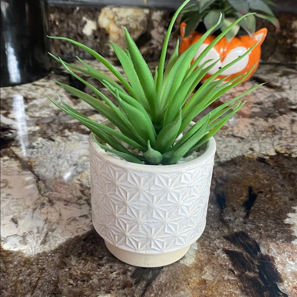 Green Succulent in Textured White Planter